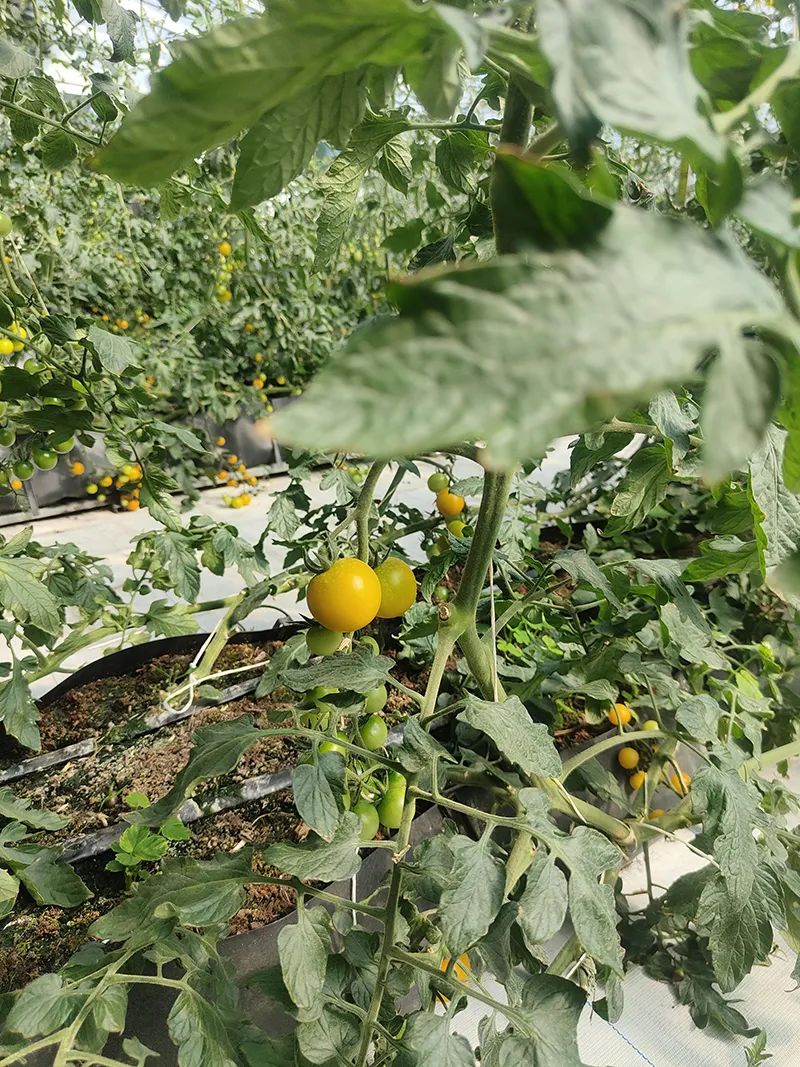 科芯：让天下没有难种的地8.jpg
